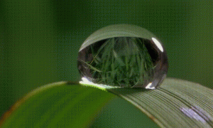 water evaporating on a leaf